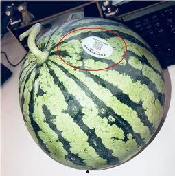 哪里可以吃网红的瓜,揭秘网红们的“瓜田”美食之旅